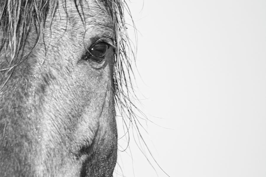 Intimate Wild Horse Portrait - North Carolina Outer Banks Photograph by Bob Decker