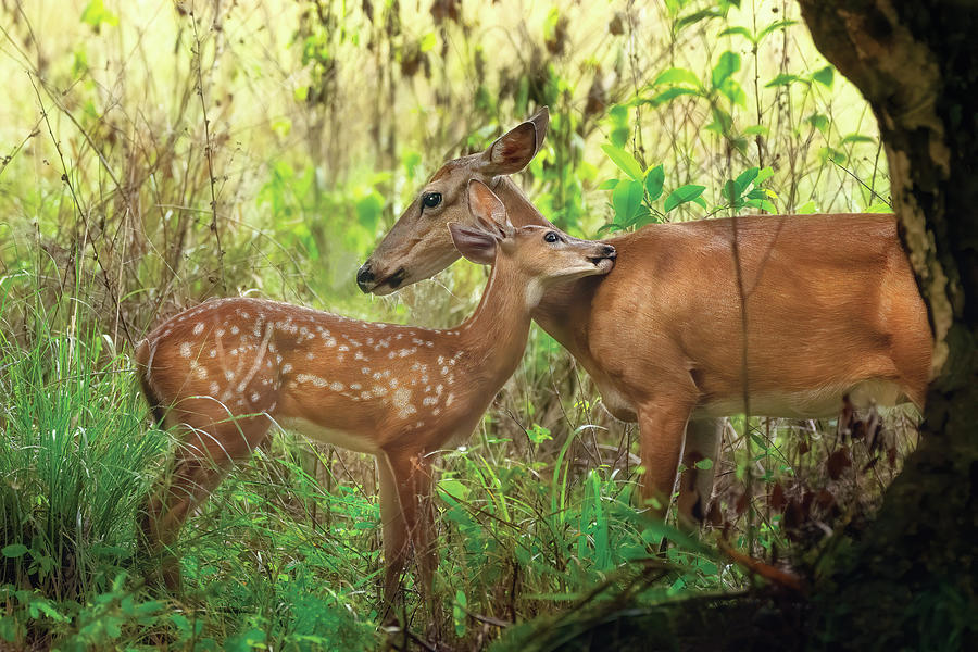 Deer Photograph - Intimate Wildlife A Mother Deer and Fawn in Riverbend Park Jupit by Kim Seng
