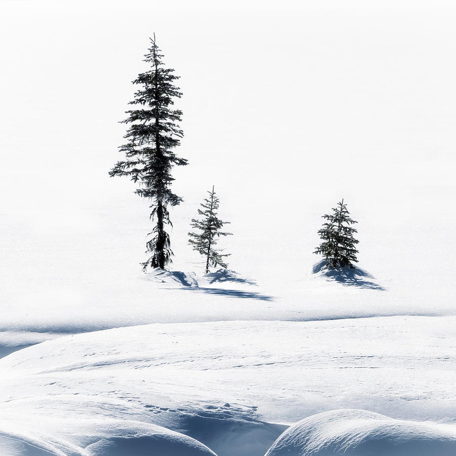 Intimate winter vignette from Yoho National Park in Canada Photograph by Peter Kolejak