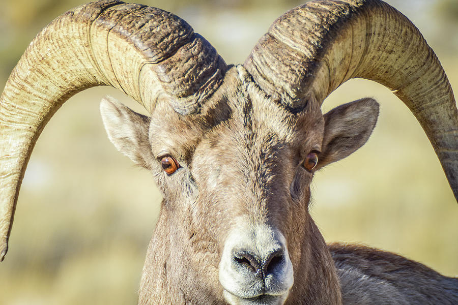 Intimidating Bighorn Photograph by Ed Stokes