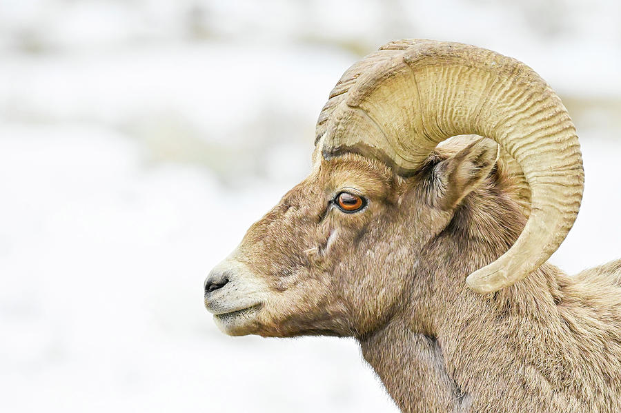 Intimidating Profile Photograph by Ed Stokes - Fine Art America