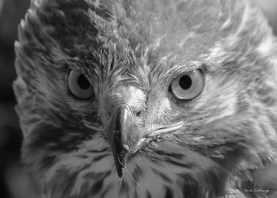Intimidation 2 Red Shouldered Hawk B W Bird Of Prey Art Photograph by Reid Callaway