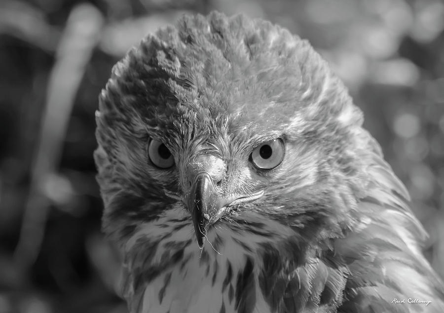 Intimidation Red Shouldered Hawk B W Bird Of Prey Art Photograph by Reid Callaway
