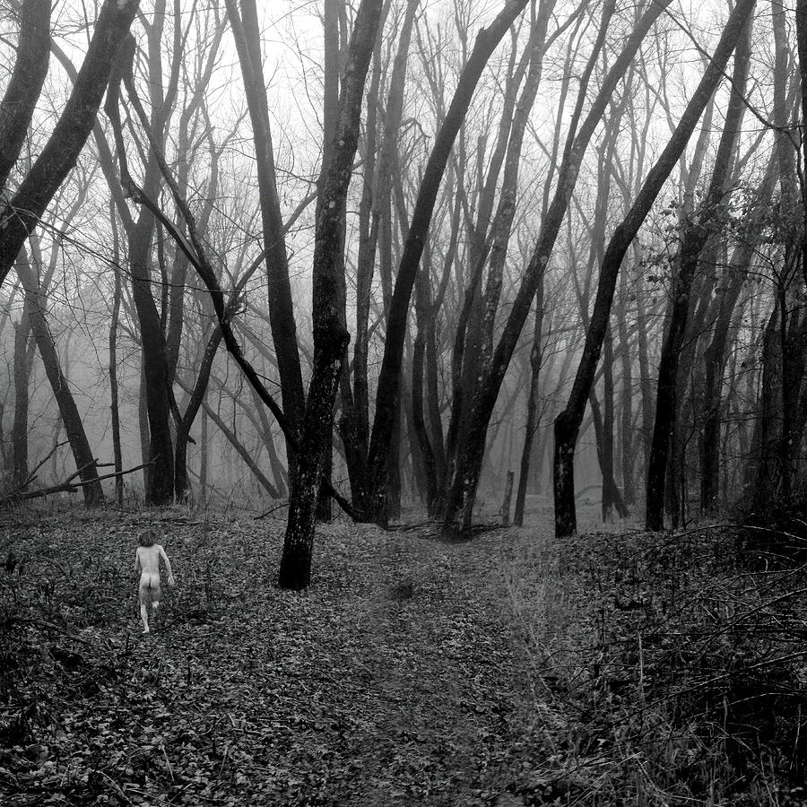 Into a Misty Wood Photograph by Wayne King