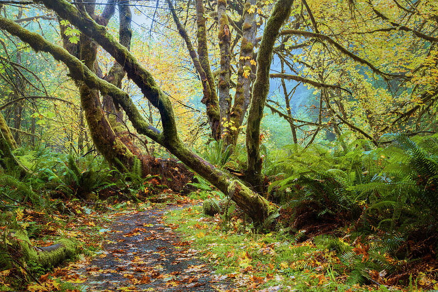 Into The Autumn Woodland Photograph