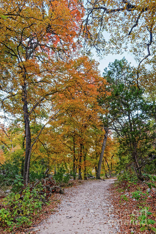 Into the Bigtooth Maple Forest at Lost Maples State Natural Area - Vanderpool Texas Hill Country Photograph by Silvio Ligutti
