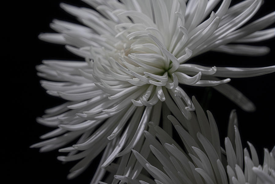 Into the Chrysanthemum Photograph by Deborah D Campbell