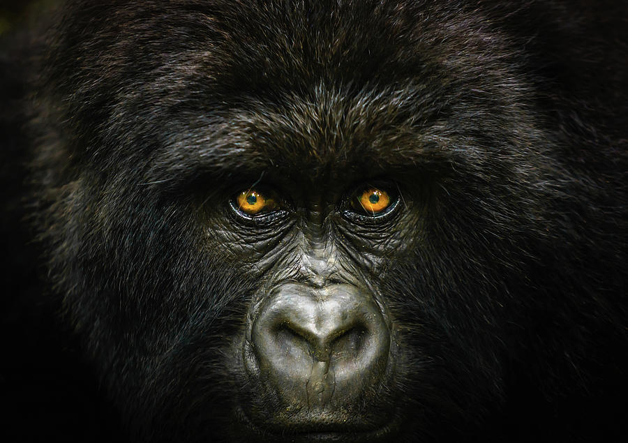 Into The Congo Photograph by Daniel Burton