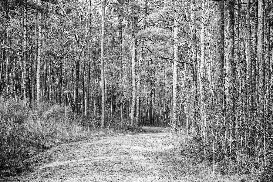 Into the Croatan Forest - A Road Seldom Traveled Photograph by Bob Decker