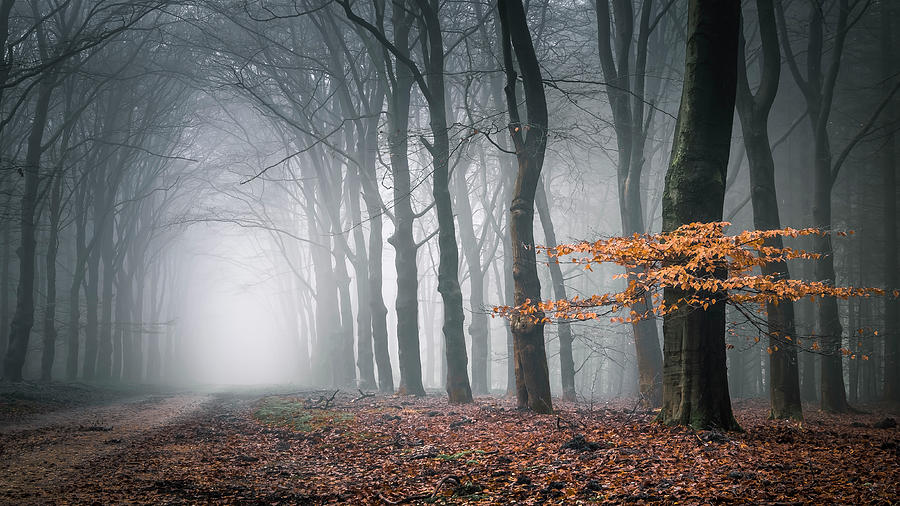 Into the Dutch forest Photograph by Niels Barto - Fine Art America