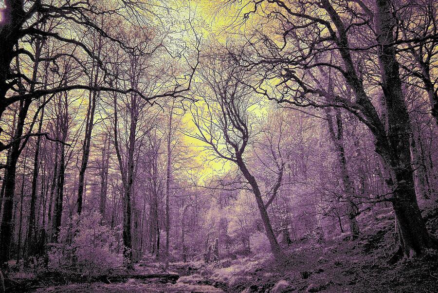 Into The Enchanted Forest Photograph
