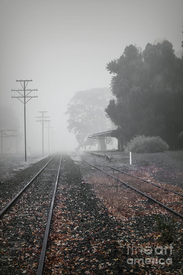Into the Fog #3 Photograph by Elaine Teague