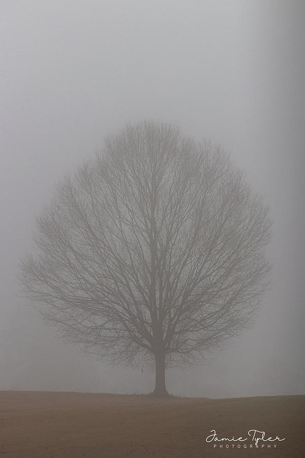 Into the fog Photograph by Jamie Tyler