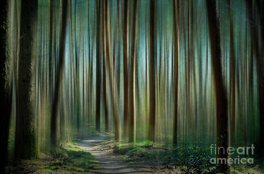 Into the Forest Photograph by David Lichtneker