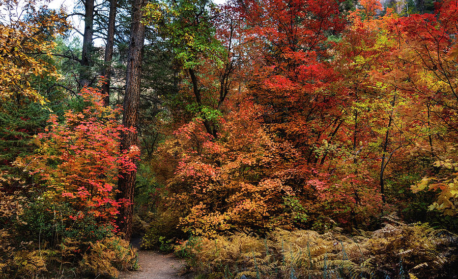 Fall Photograph - Into The Forest I Go by Saija Lehtonen