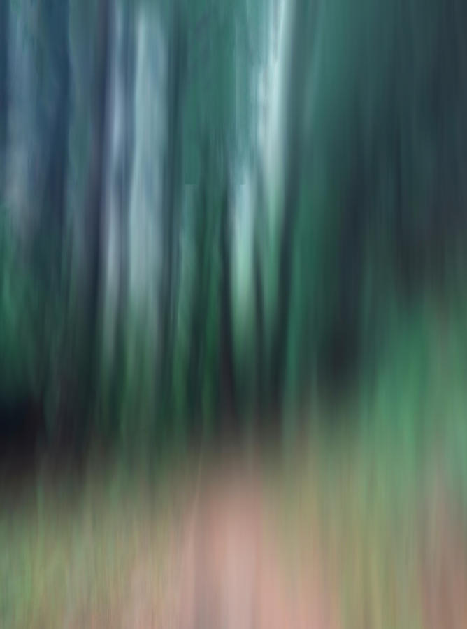 Into the Forest Digital Art by Terry Davis