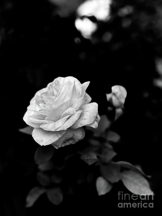 Into the garden Photograph by Anne Schweitzer - Fine Art America