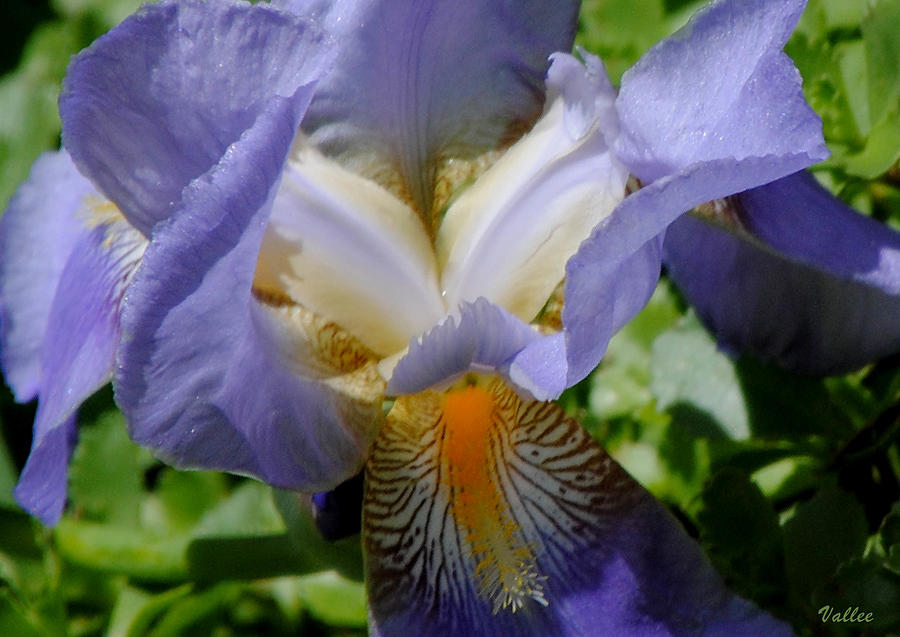 Into the Iris Photograph by Vallee Johnson