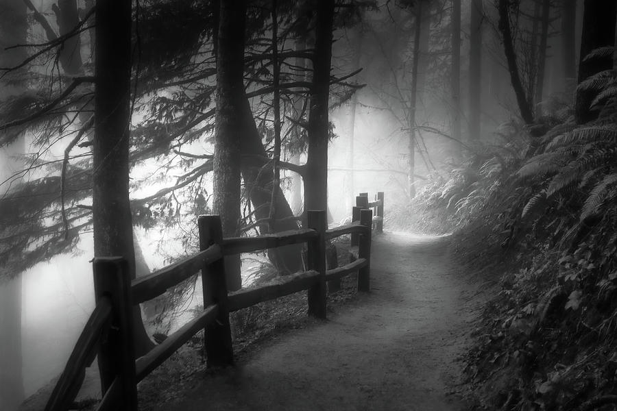 Portland Photograph - Into the Mist and Light BW by Don Schwartz