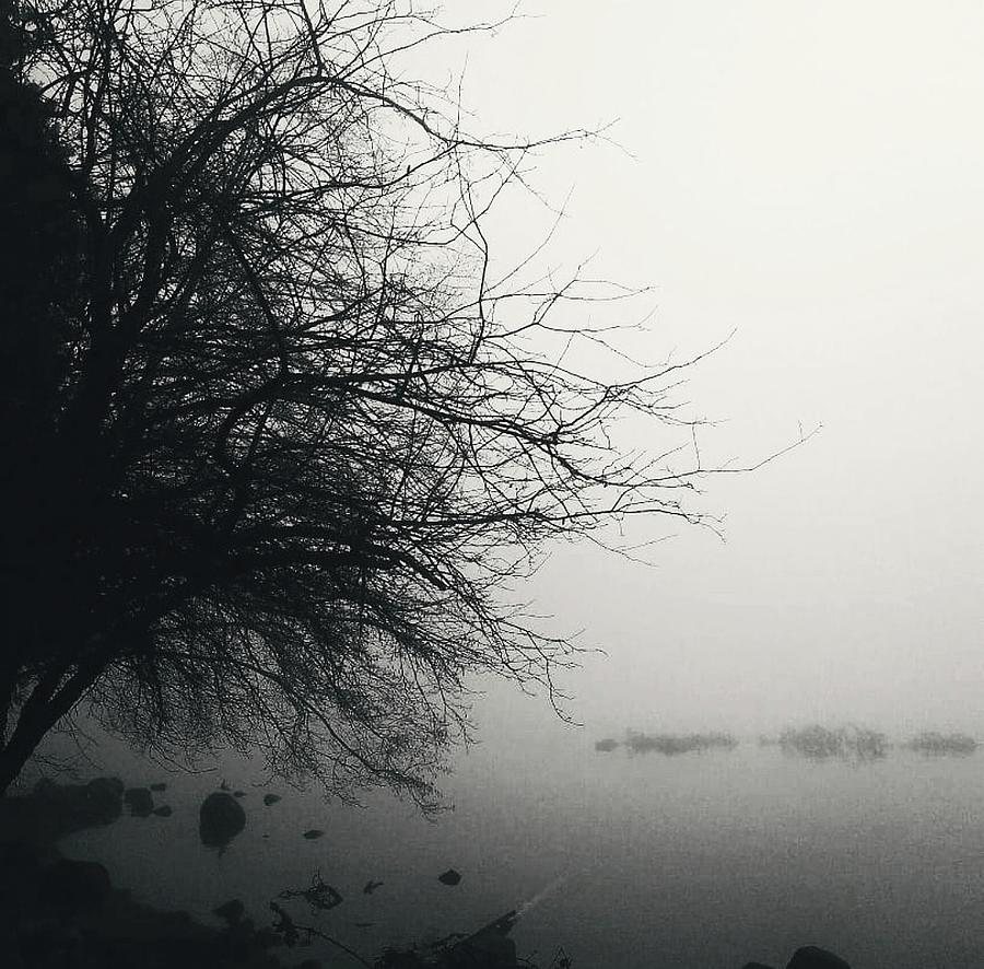 Nature Photograph - Mist by Lauren Williamson