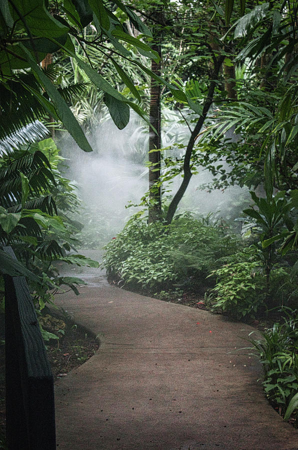 Into the Mist Photograph by Portia Olaughlin