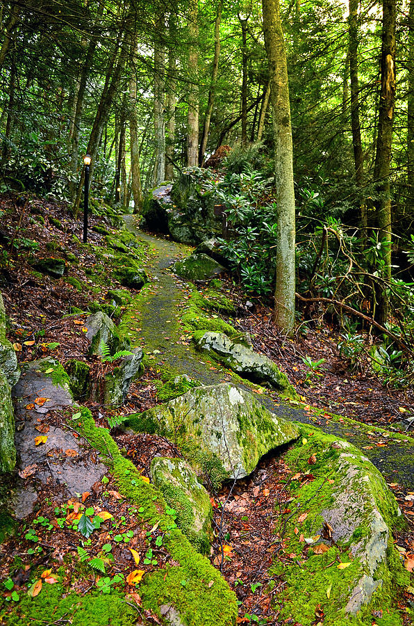 Into the Mossy Forest Photograph by Lisa Lambert-Shank