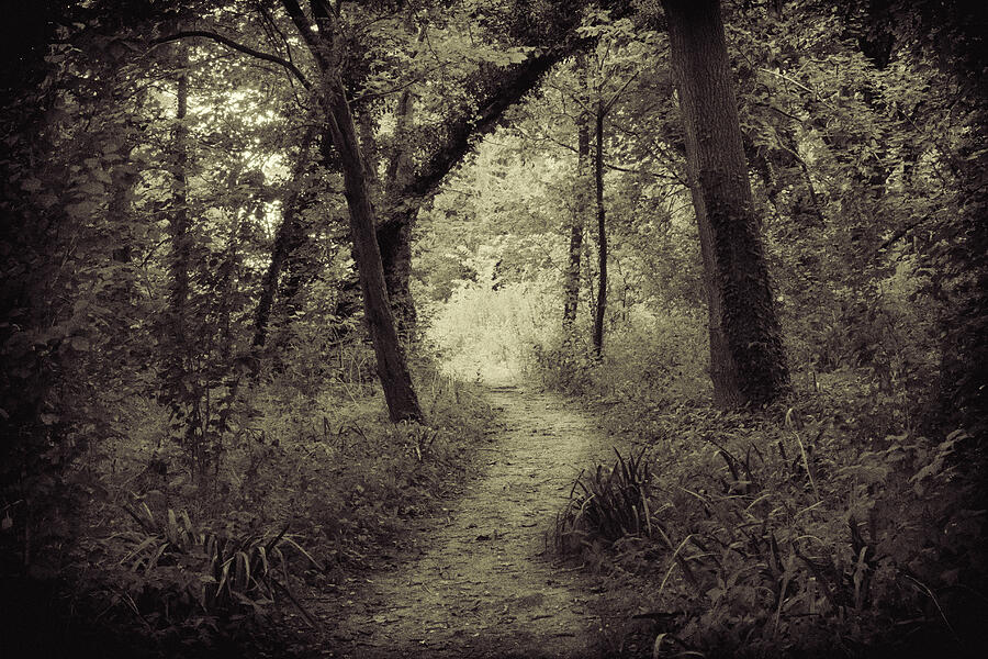Into The Mysterious Forest Photograph by Tanya C Smith