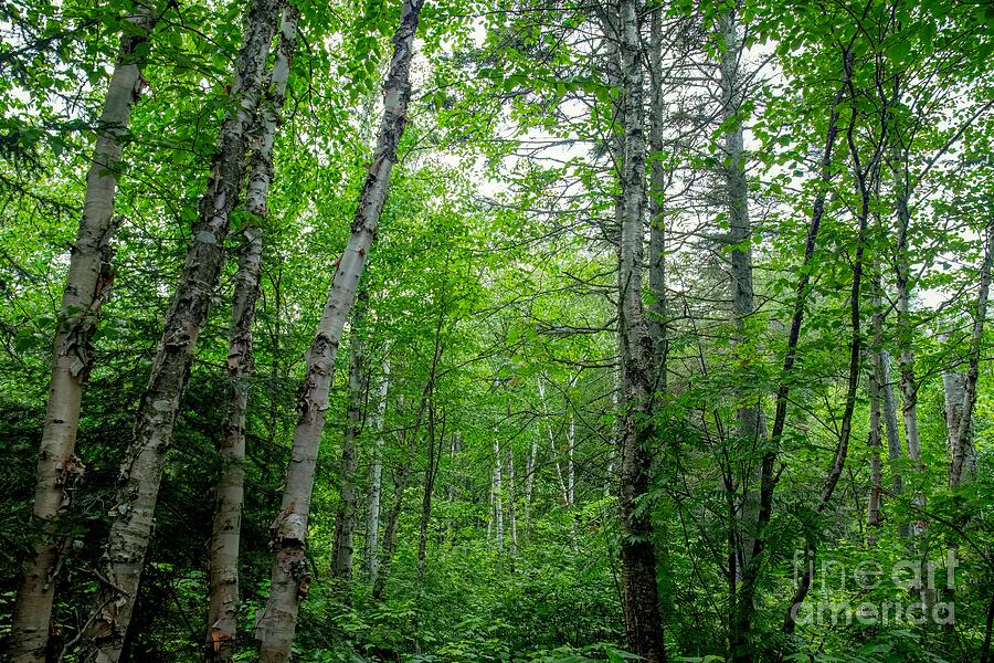 Into The North Woods Photograph by Jennifer Jenson - Fine Art America