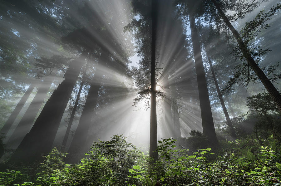 Into the Redwood Rays Photograph by Greg Nyquist - Fine Art America