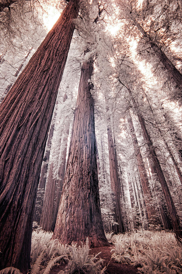 Into the Redwoods in Infrared Photograph by Eggers Photography