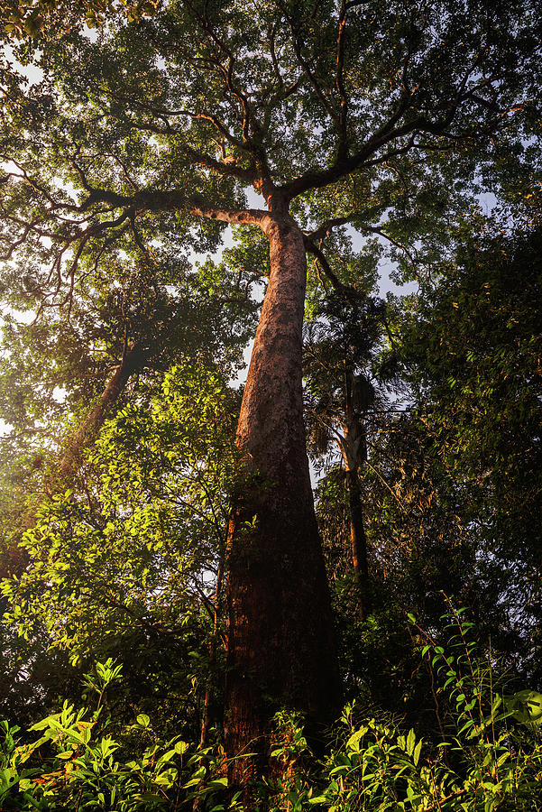 Into the sky Photograph by Vishwanath Bhat | Fine Art America