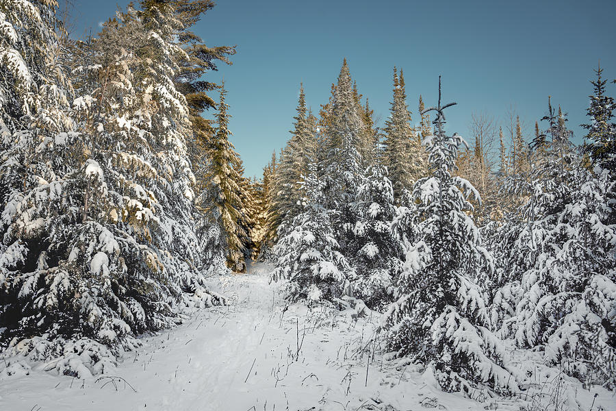 into the snow I go Photograph by David Heilman