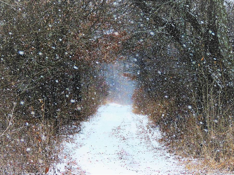 Into the Snowy Woods  Photograph by Lori Frisch