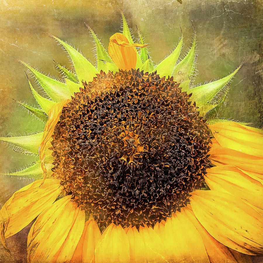 Into The Sunflower Mixed Media By Carl Simmerman Fine Art America 7644