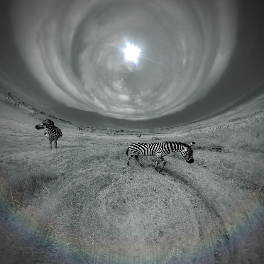 INTO THE VORTEX by Elie Wolf INTO THE VORTEX by Elie Wolf