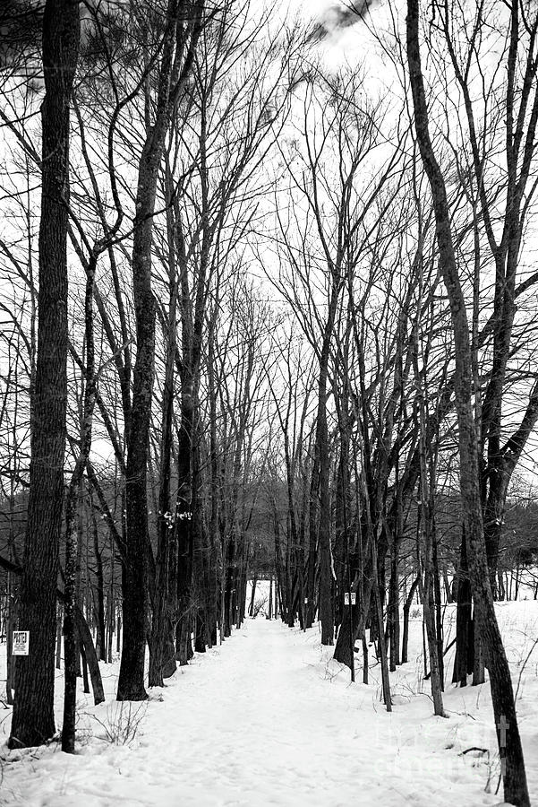 Into the Winter Forest at Bucks County Photograph by John Rizzuto
