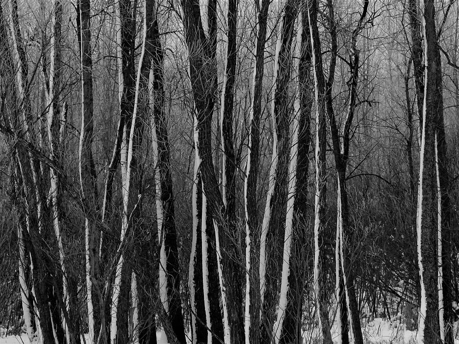 Into the Wintery Woods  Photograph by Lori Frisch