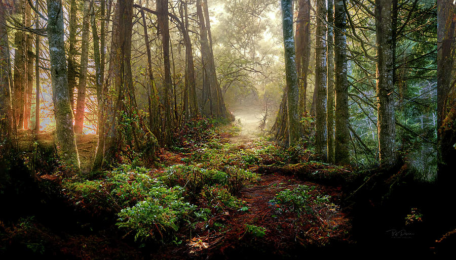 Into the woods Photograph by Bill Posner
