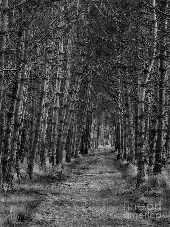 Into The Woods - Black and White Photograph by Yvonne Johnstone