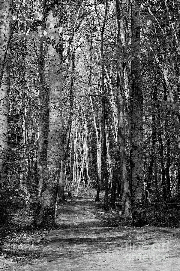 Into the Woods bw Vertical Effects Photograph by Eddie Barron