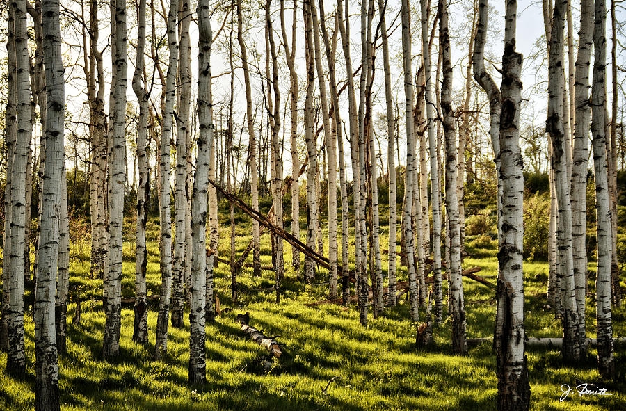 Into the Woods Photograph by Joe Bonita