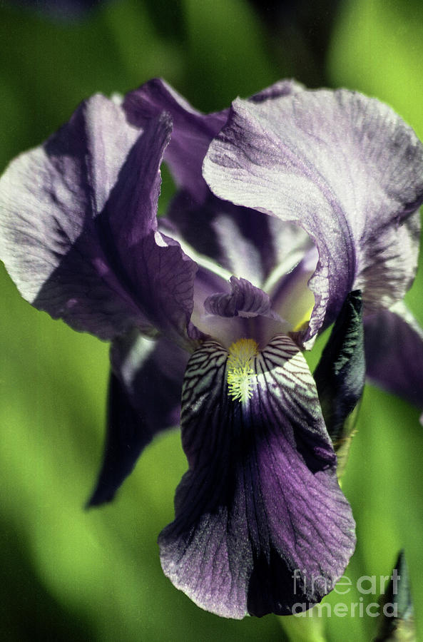 Into the World of the Iris Photograph by Kathy McClure
