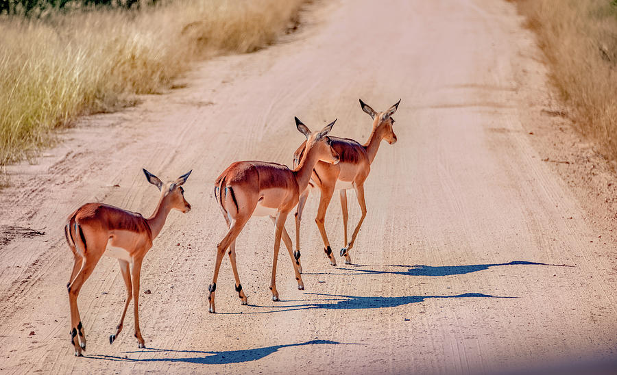Intrepid Trio in Kruger National Park Photograph by Marcy Wielfaert