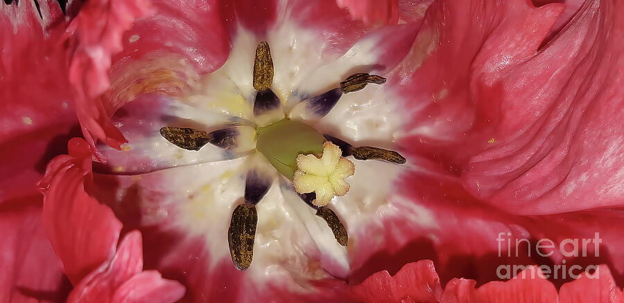  Intricacies of Parrot Tulips Photograph by Jolanta Anna Karolska
