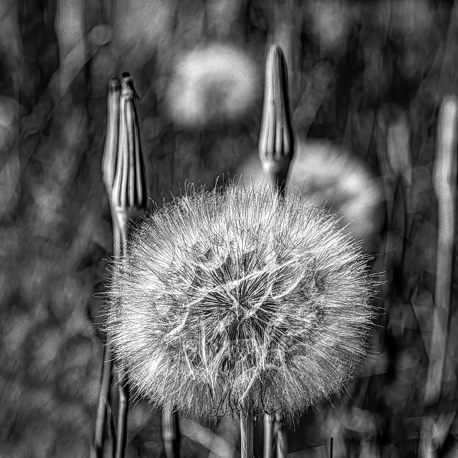 Intricate Details of Nature, Black and White Photograph by Marcy Wielfaert
