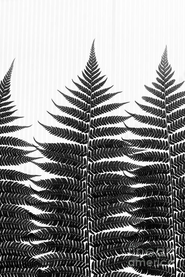 Intricate Fern Fronds Photograph by Tim Gainey