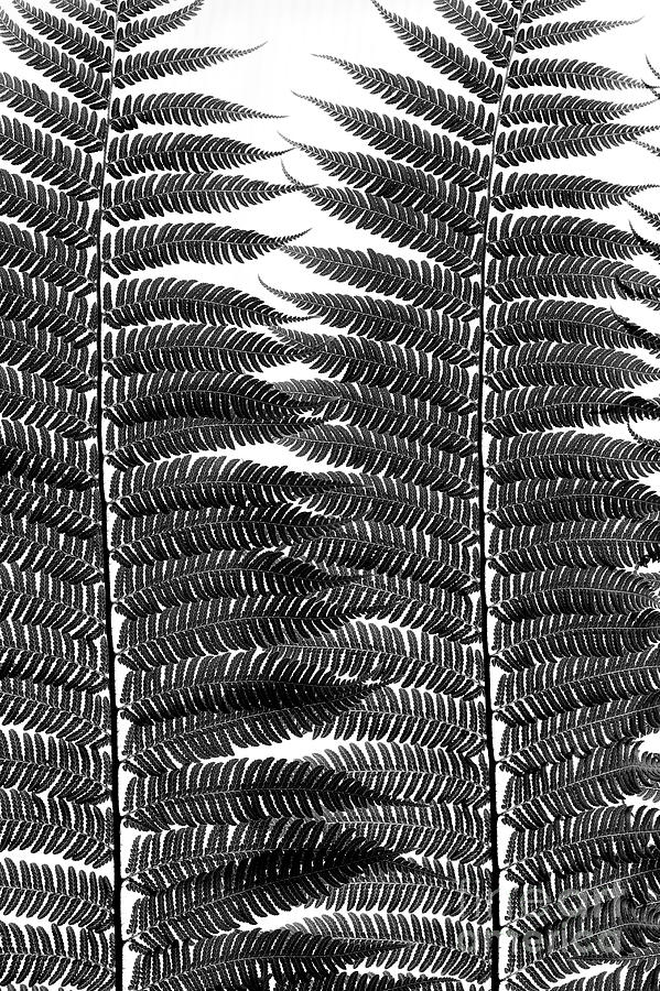 Intricate Ferns Monochrome Photograph by Tim Gainey