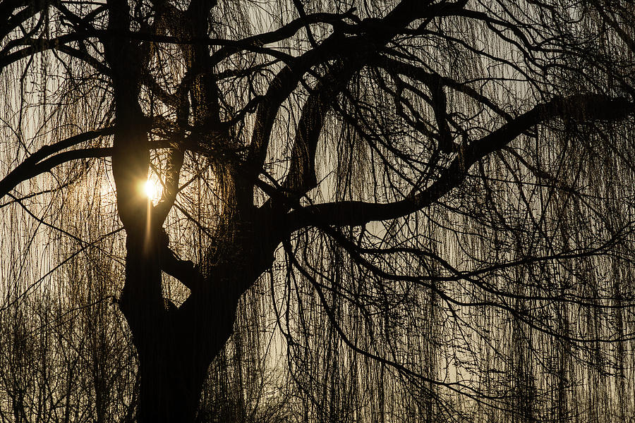 Intricate Lacy Curtains - Sunrise Glow Through the Willows Photograph by Georgia Mizuleva