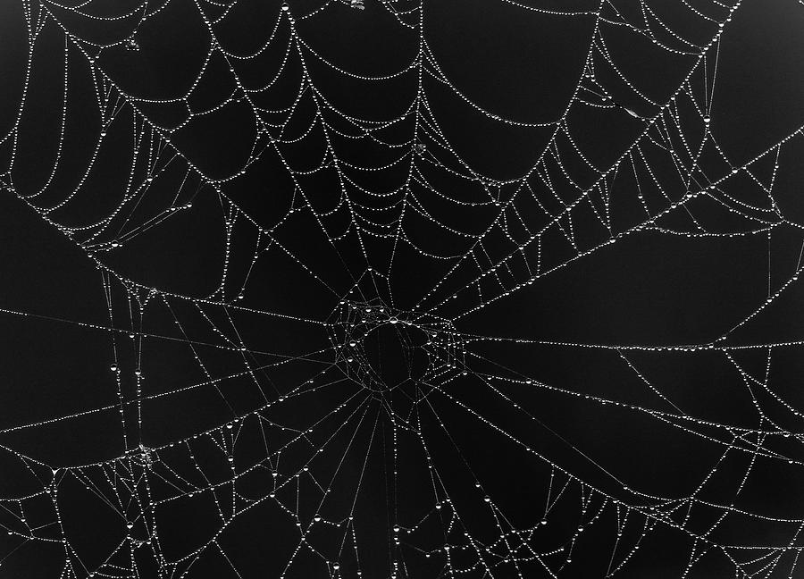 Intricate Spiderweb In Dew Photograph by Dan Sproul