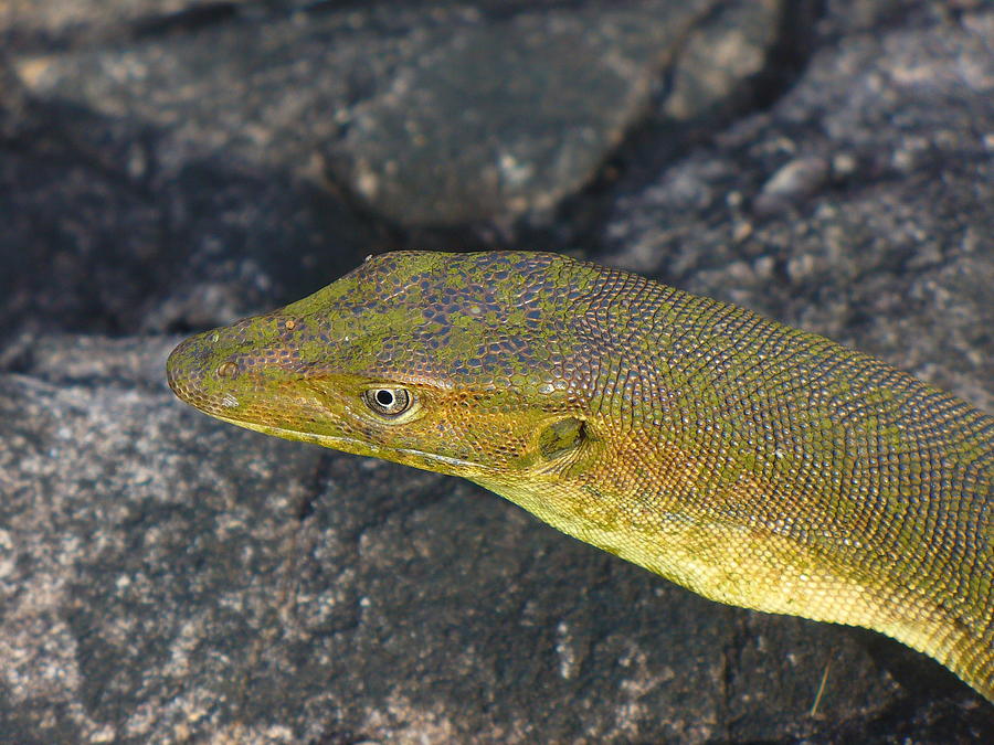 Intriguing Green Lizard Photograph by Kathrin Poersch